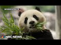 China to send two new pandas to National Zoo