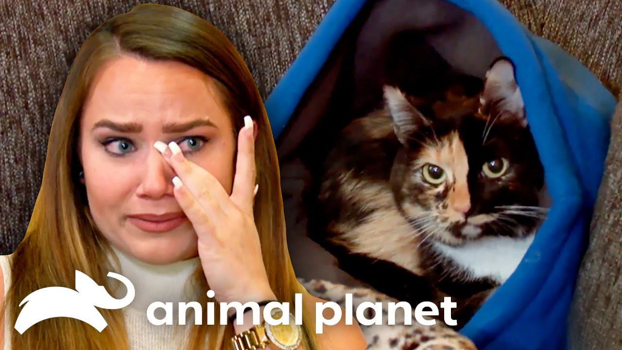 Most Heartwarming Feline Transformations 😻 | My Cat From Hell | Animal Planet