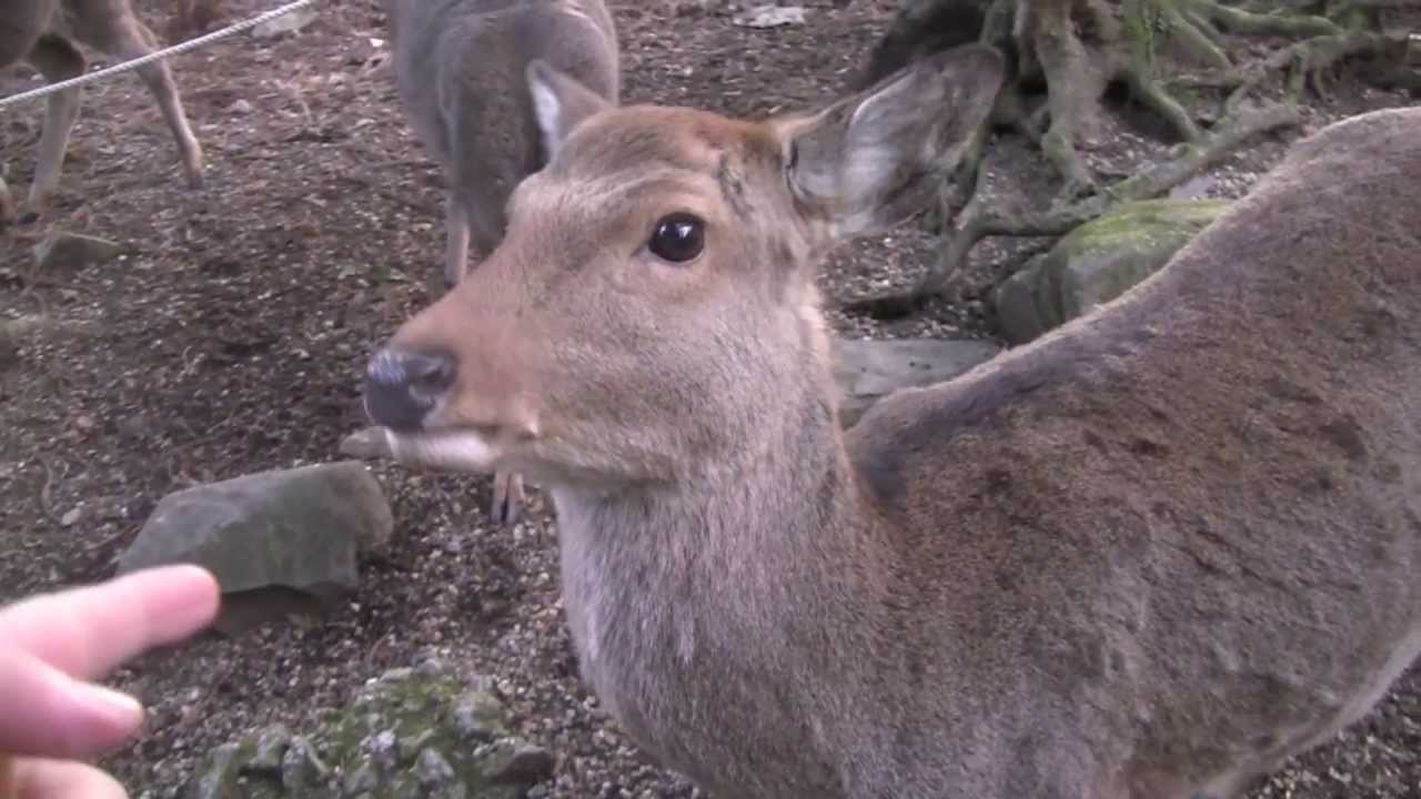 Japanese Bowing Deer of Nara - YouTube