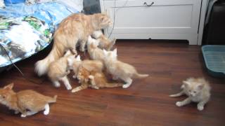 貓咪媽媽教小貓怎麼跳