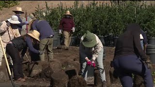 Escondido nursery owner sues California as state destroys his 32,000 plants | NBC 7 San Diego