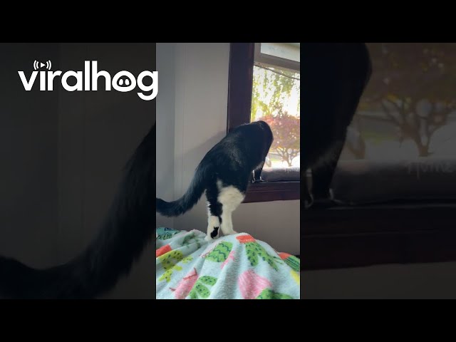 My Cat Has a Cat on His Leg! || ViralHog