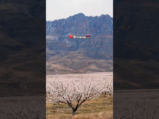 Абрикосовый рай #armenia #ararat #armeniatour #абрикос #khachik_tour