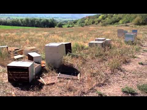 SNAKES 1,Bees 0, Georgia Beekeepers Beehive Snake video,Beekeeping 