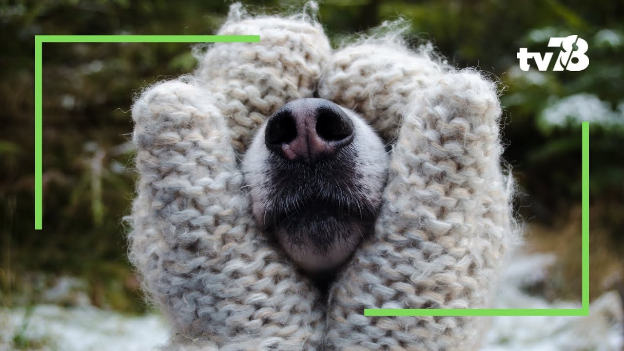 Les animaux du 78 : prendre soin de son chien en hiver