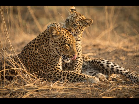 The Leopard Legacy'