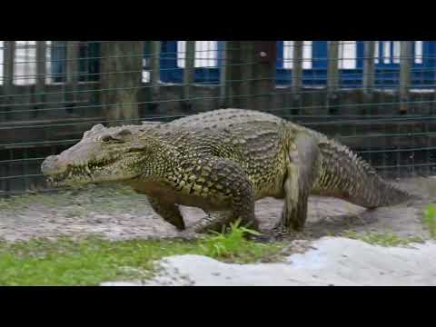 Crocodile chases man in enclosure, video shocks netizens