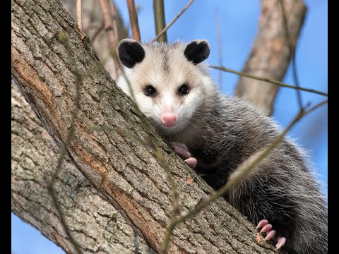 screenshot of youtube video titled SC Wildlife - Opossums