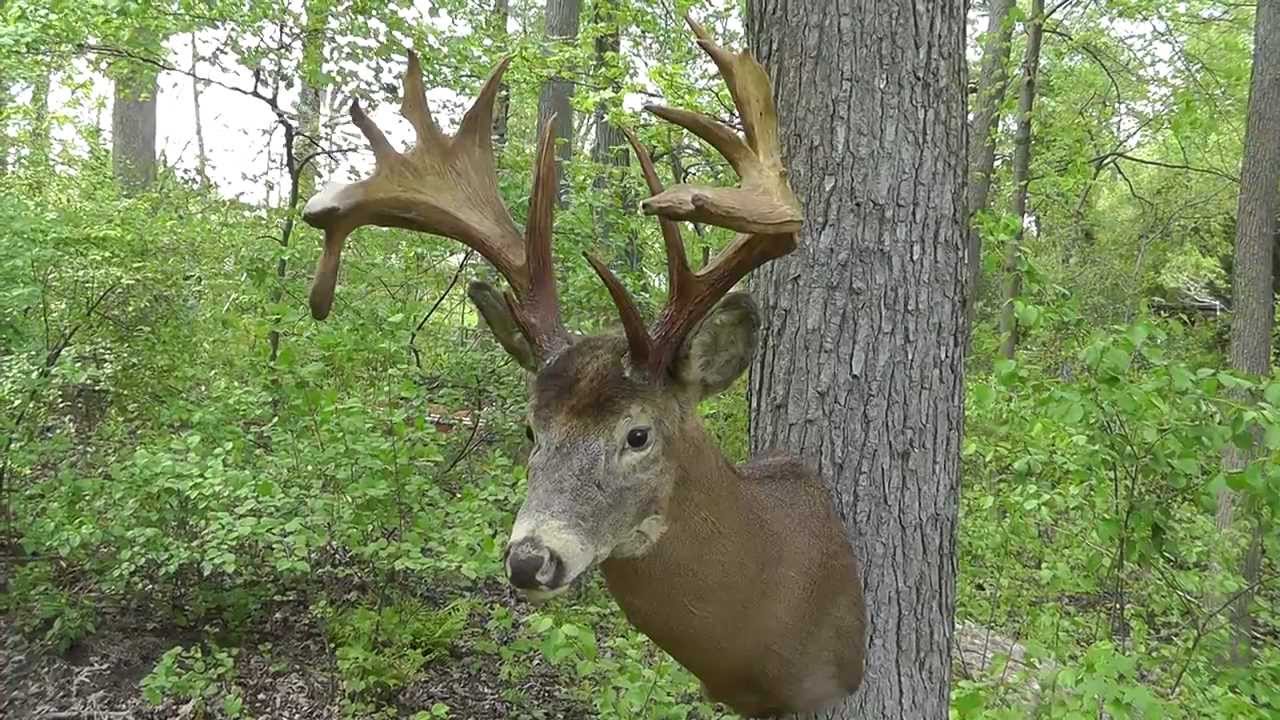 huge-non-typical-whitetail-deer-mount-that-sold-on-ebay-youtube