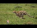 Ground Report : Tigers and Cheetahs Count Increases In India | V6 News  - 10:40 min - News - Video