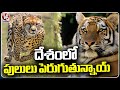 Ground Report : Tigers and Cheetahs Count Increases In India | V6 News