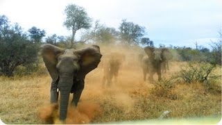 野生大象攻擊遊客-撞翻吉普車