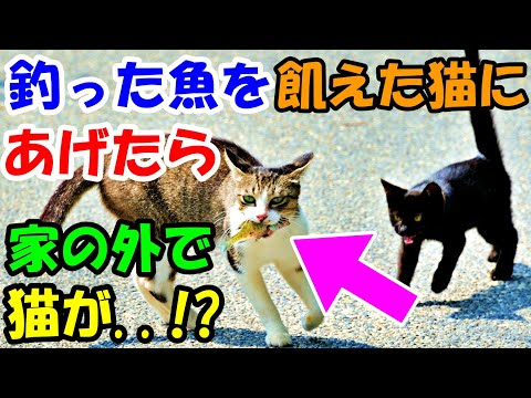 飢えた猫の親子に釣った魚を与えたら娘が妙なことを言い出した 外で猫が 猫の不思議な話 朗読 まとめちゅーぶ