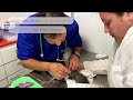 Chilean vet helps animals injured in wildfires | REUTERS  - 01:17 min - News - Video
