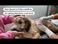 Chilean vet helps animals injured in wildfires | REUTERS