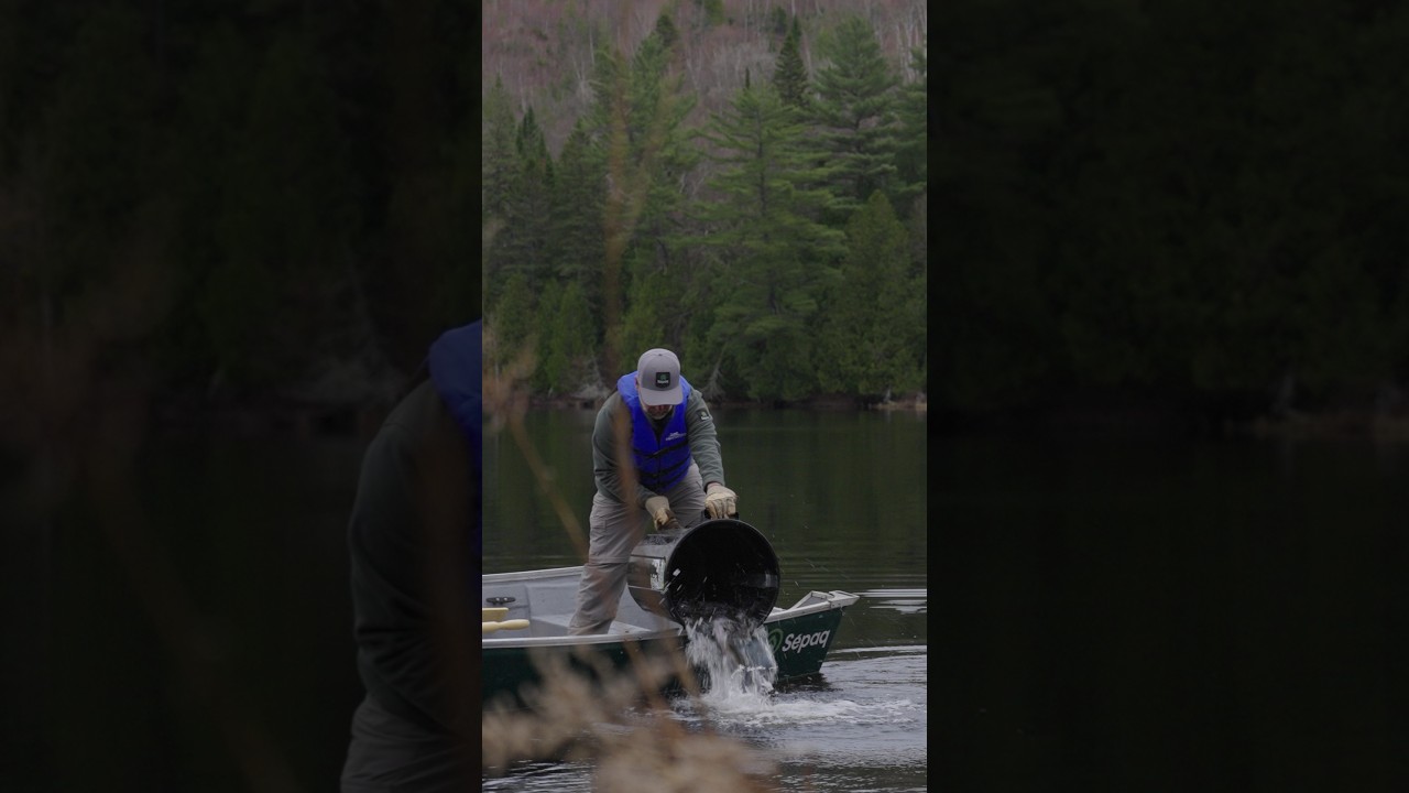 Des truites d’élevage dans nos lacs, une bonne idée? | RC Environnement