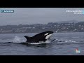 WATCH: Video shows Orca teaching baby whale to hunt dolphin  - 01:36 min - News - Video
