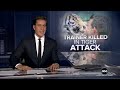 Handler killed in tiger attack during demonstration at Oklahoma preserve  - 01:13 min - News - Video