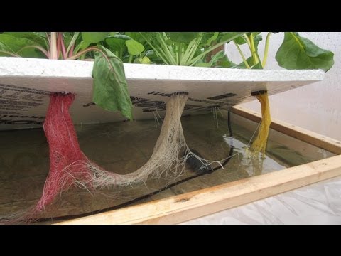 Growing Hydroponic Lettuce Outside with No Electricity