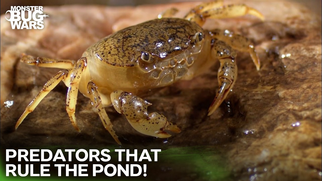 The Most Brutal Underwater Bug Wars | Monster Bug Wars