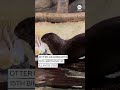 Otter celebrates 15th birthday at Illinois zoo  - 00:53 min - News - Video