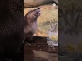 Otter celebrates 15th birthday at Illinois zoo