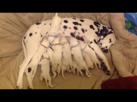 Dalmatian mom nurses 11 hungry puppies