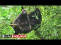 Spider monkey birth documented in the wild for 1st time  - 02:26 min - News - Video