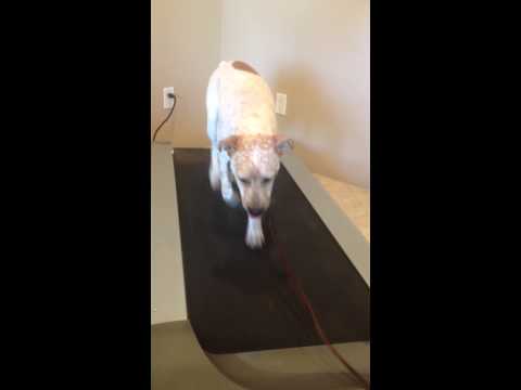 Scottsdale dog training ''k9katelynn'' teaches sam!(a boxer healer mix) how to run/walk on the treadmill! See more of Phoenix dog training  at k9katelynn.com