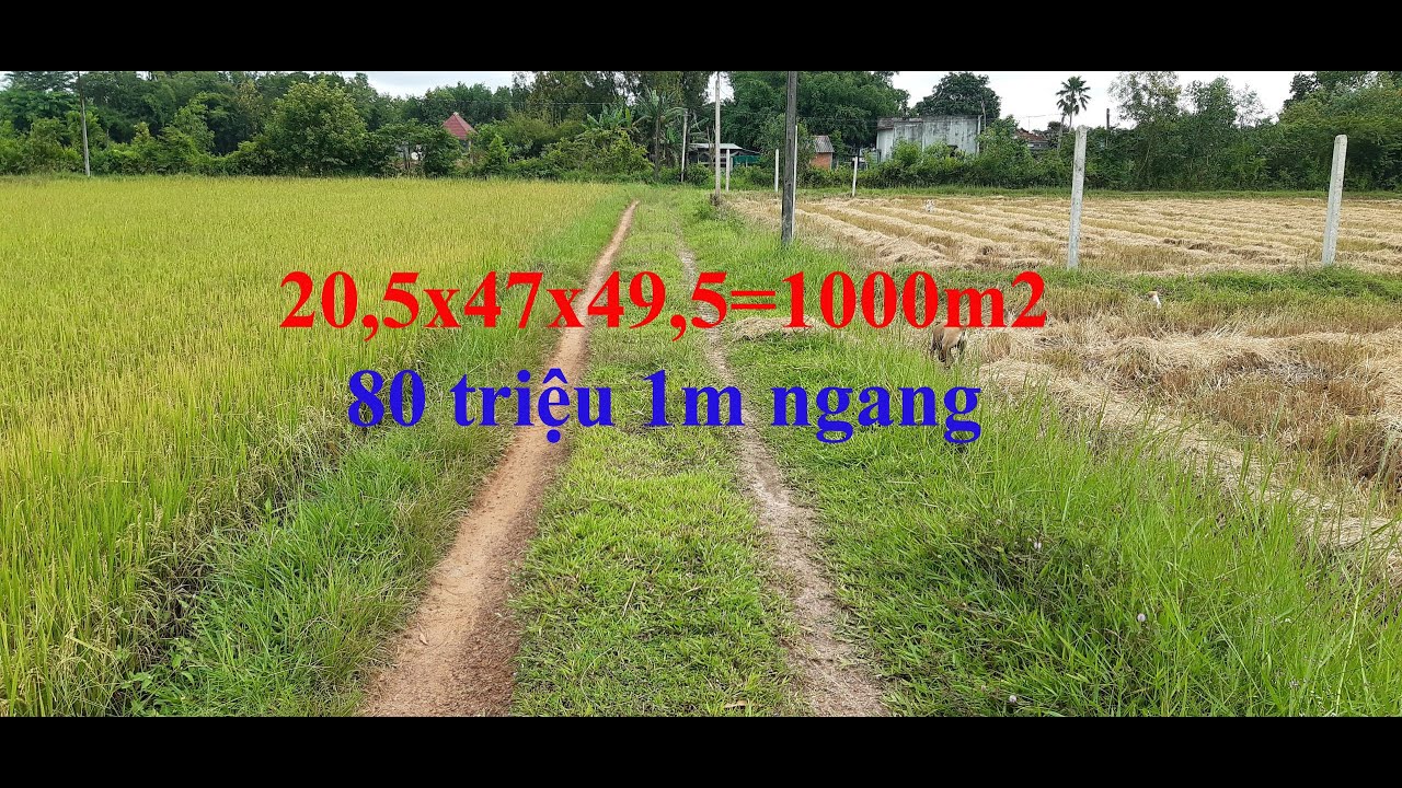 Kẹt tiền bán gấp 1000m2 đất gần đường nhựa An Thuận, An Ninh Đông, Đức Hòa, Long An video