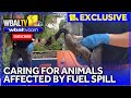DNR cares for animals affected by fuel spill | Exclusive