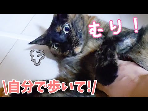 寝る時間になるとママとサビ猫モモちゃんの戦いが始まります まとめちゅーぶ