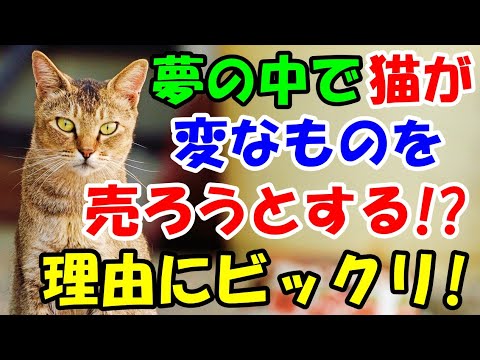 母親と喧嘩ばかりの高校生 夢の中で猫が変な物を自分に売ろうとしてくる 理由にビックリ 猫の不思議な話 朗読 まとめちゅーぶ