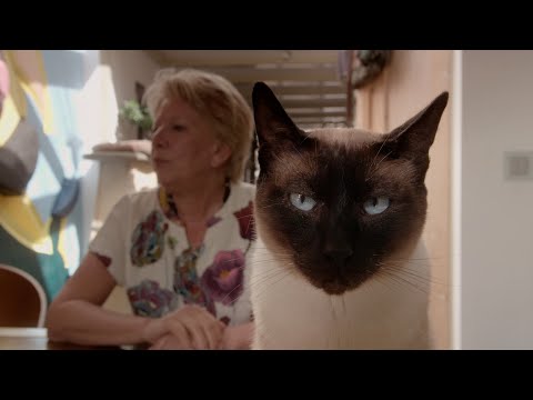Cat Stories'