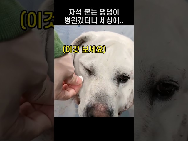 "이게 어떻게 여기에??.." 자석 붙는 댕댕이에 병원가서 놀란 까닭