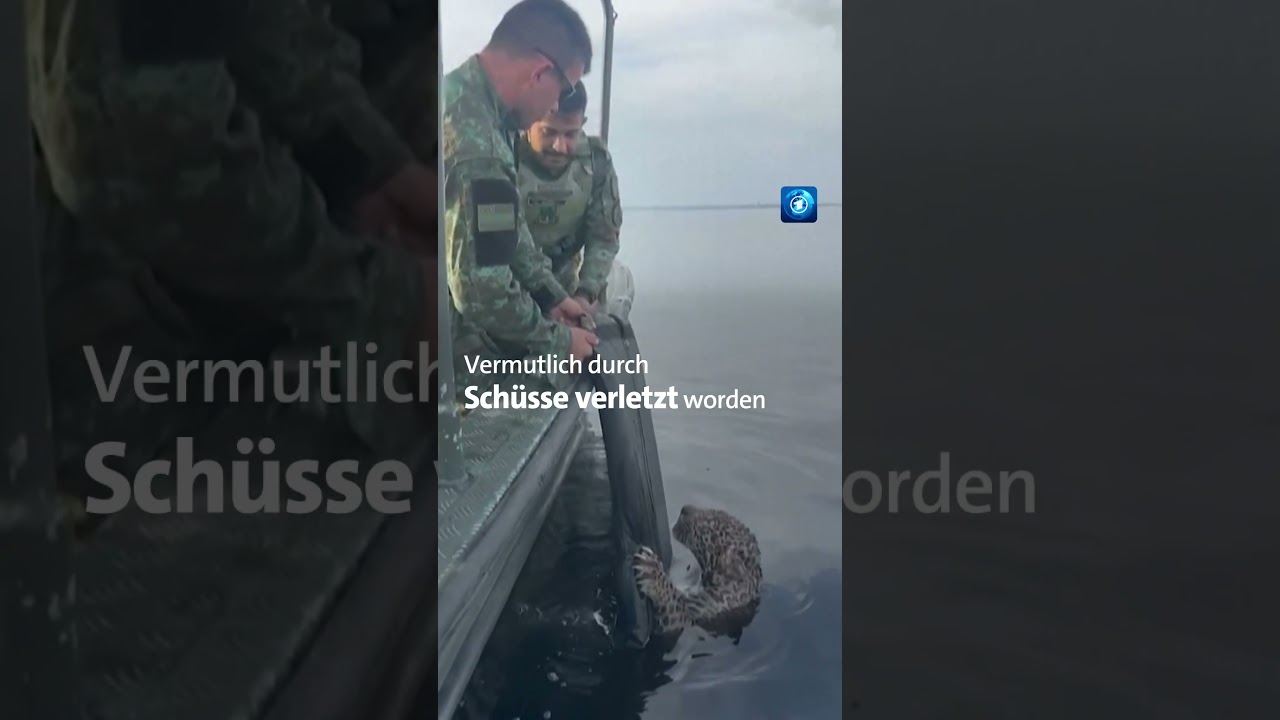 Mithilfe von Tierschützer:innen wurde das verletzte Tier gerettet jaguar tagesschau