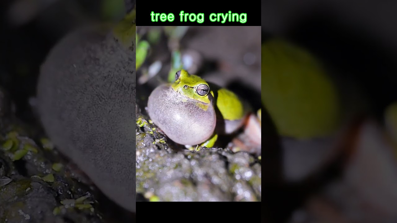 tree frog crying - The gentle cry of the tree frog heard at night.#shorts