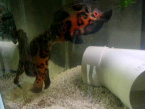 Tiger Oscars Breeding Pair Youtube