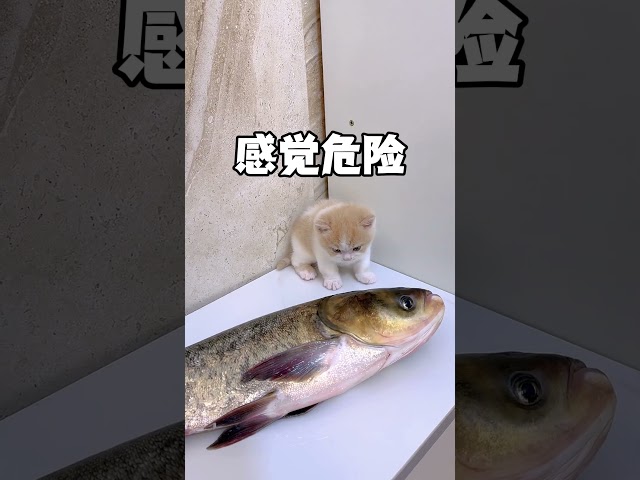 这对于小奶猫来说算恐怖片吗? #小奶猫的成长日记