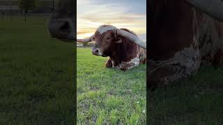 Longhorn Bull relaxing #bull #texas #longhorns #farm