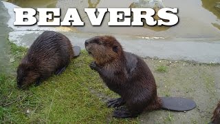 All About Beavers for Children: Animal Videos for Kids - FreeSchool