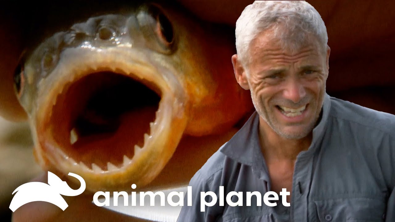 Where Do Piranhas Rank on the Food Chain?! | River Monsters | Animal Planet