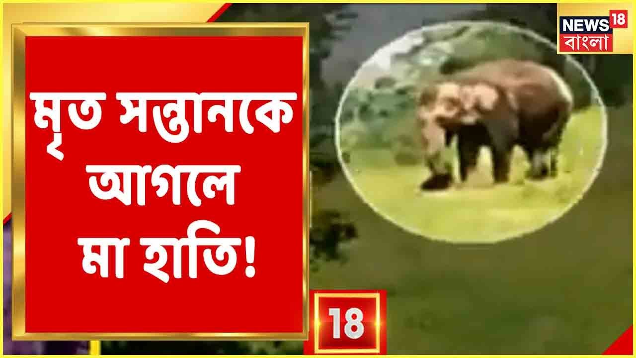 Elephant Video | মর্মান্তিক দৃশ্য! ২৪ ঘণ্টার মৃত সন্তানকে আগলে রয়েছেন মা হাতি, দেখুন | Bangla News