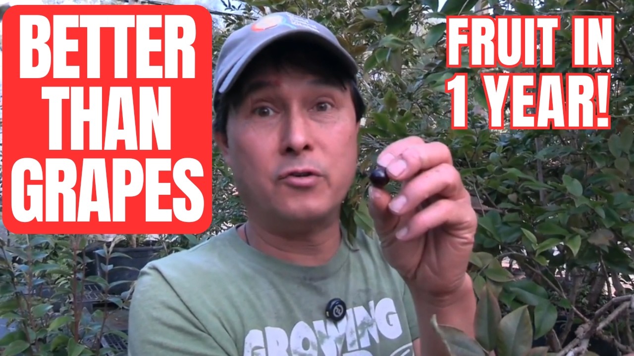 I Found the Best Nursery Shipping Rare Edible Plants to All 50 States!