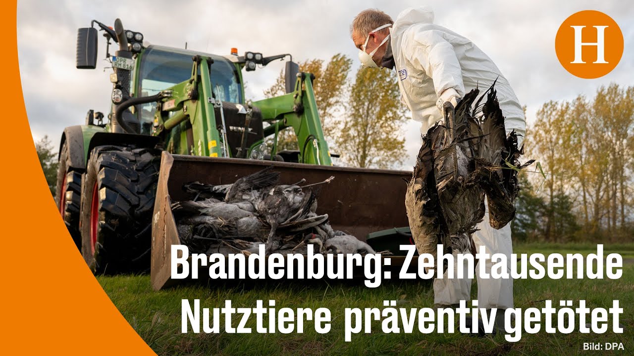 Vogelgrippe breitet sich aus – auch in Deutschland