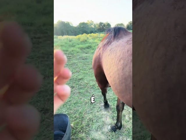 A Mosca do Cavalo 🪰