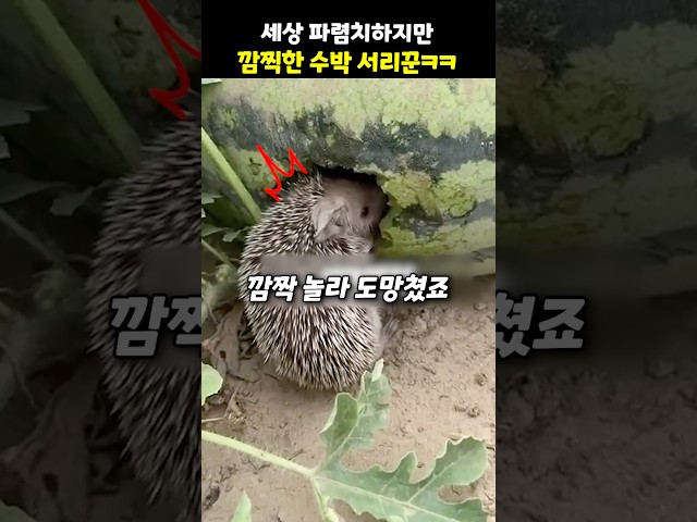세상 파렴치히지만 깜찍한 서리꾼ㅋㅋ
