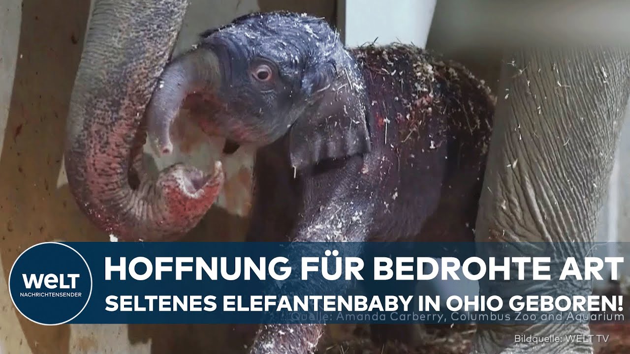 OHIO: Hoffnung für bedrohte Art – Asiatisches Elefantenbaby stärkt Artenschutz im Columbus Zoo!
