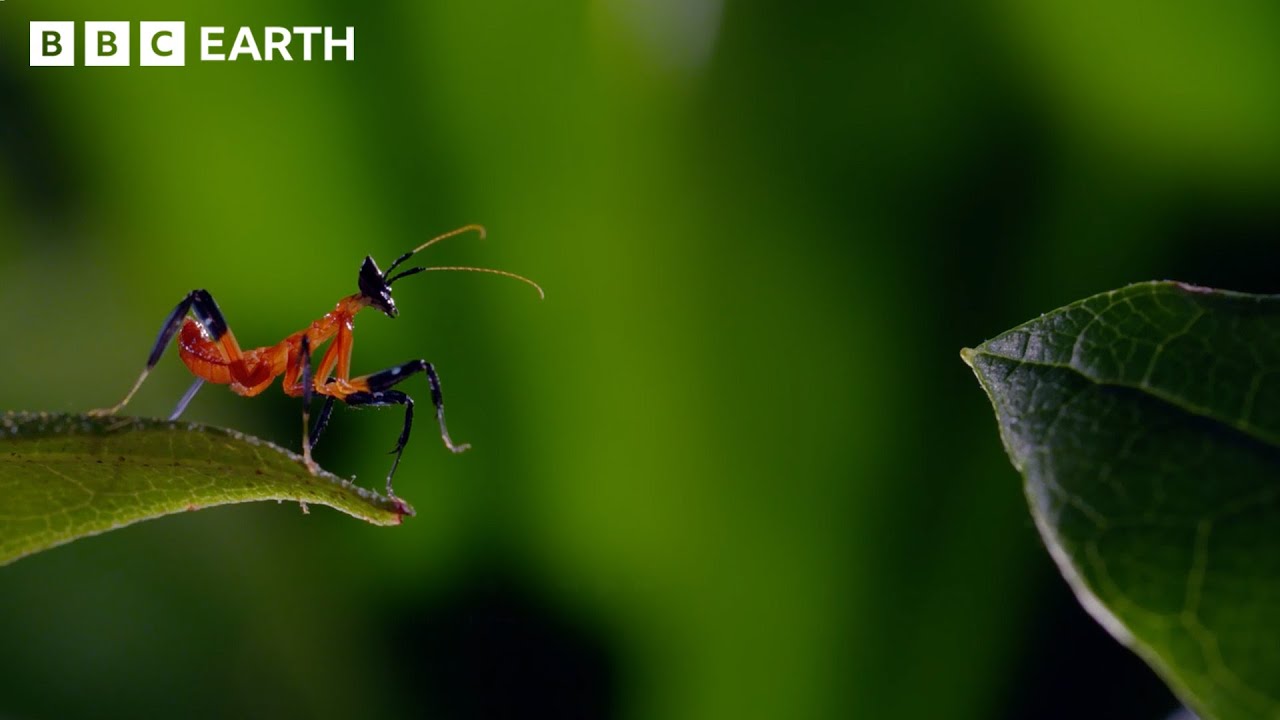 Iconic Moments From Sir David Attenborough | BBC Earth