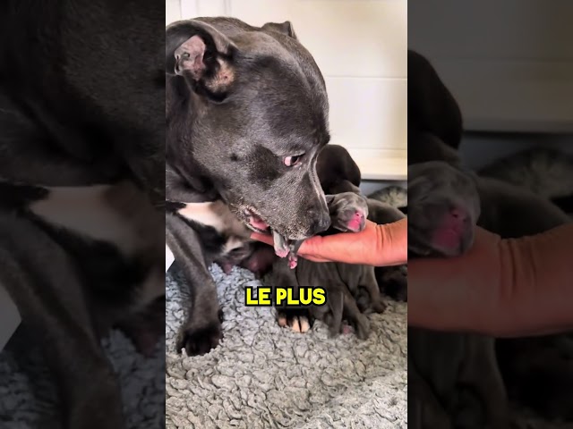 Le voyage de cette chienne vers la maternité vous fera fondre ❤🐶